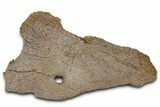 Fossil Dinosaur Bone Section with Foramen - Wyoming #331075-1